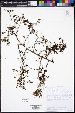 Image of Phyllanthus matitanensis