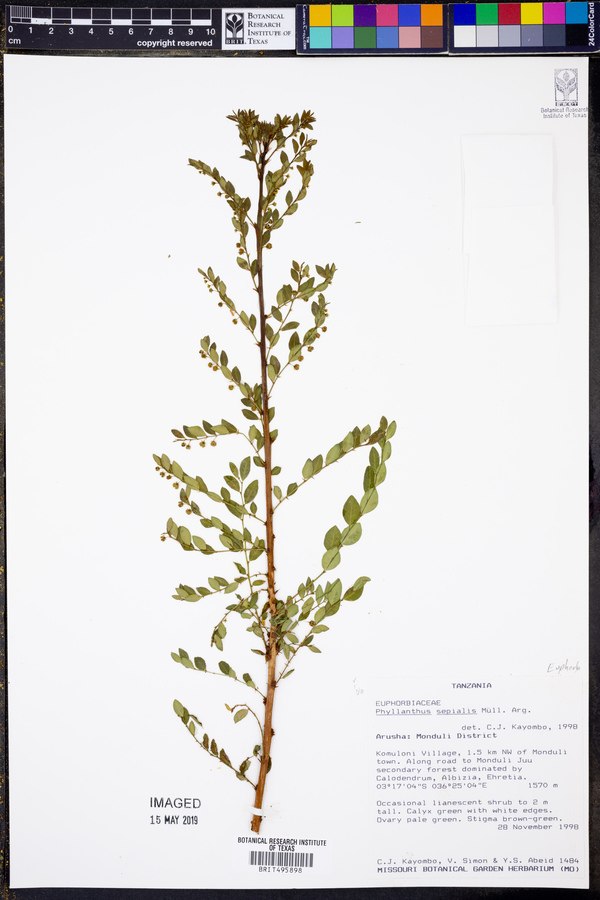Phyllanthus sepialis image