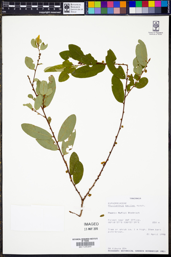 Phyllanthus welwitschianus image