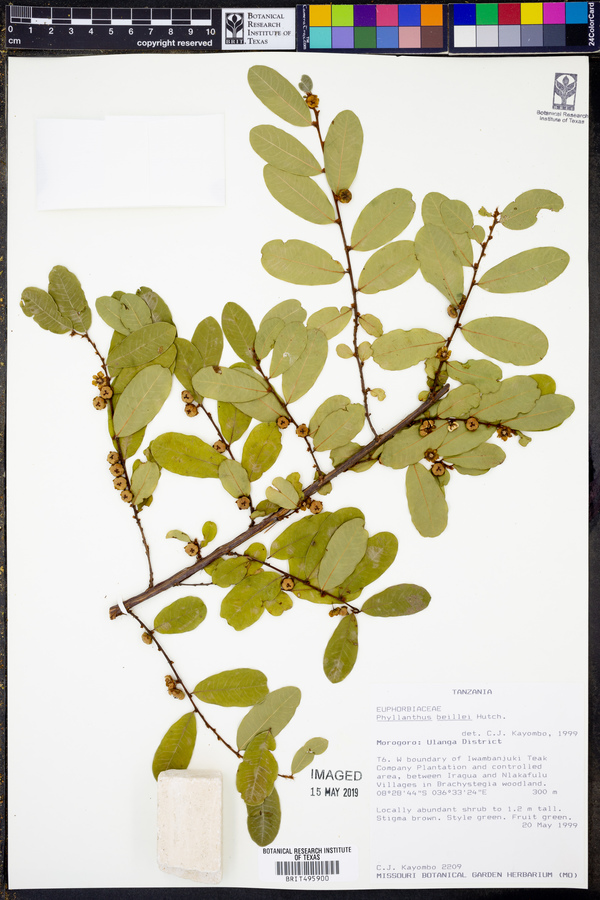 Phyllanthus welwitschianus image