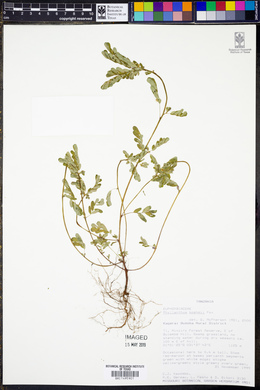 Phyllanthus boehmii image