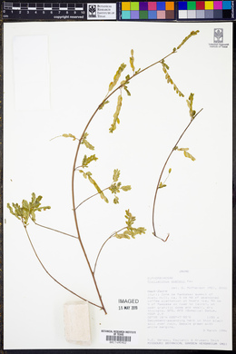Image of Phyllanthus boehmii