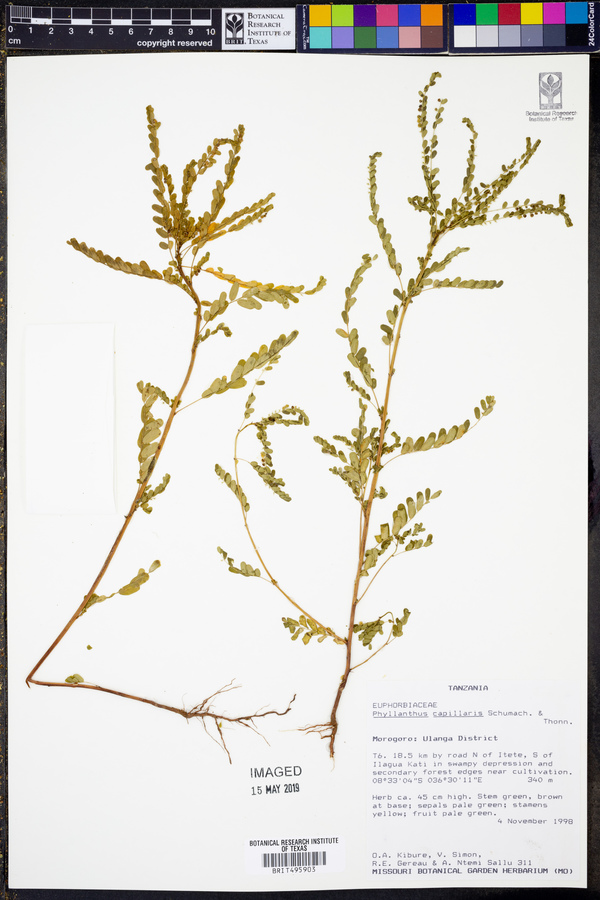 Phyllanthus nummulariifolius image