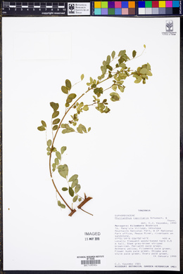 Phyllanthus nummulariifolius subsp. nummulariifolius image