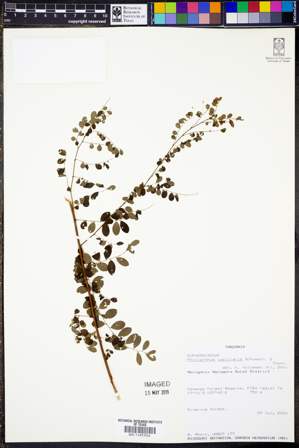 Phyllanthus nummulariifolius var. capillaris image