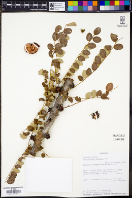 Phyllanthus engleri image