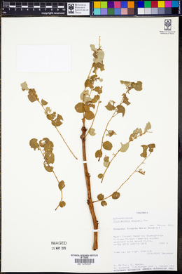 Phyllanthus engleri image