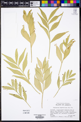 Phyllanthus angustifolius image