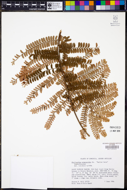 Phyllanthus mimosoides image