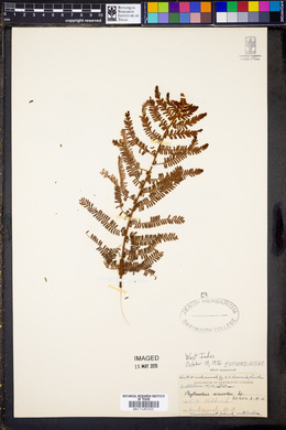 Phyllanthus mimosoides image