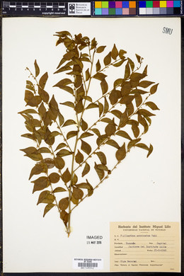 Phyllanthus acuminatus image