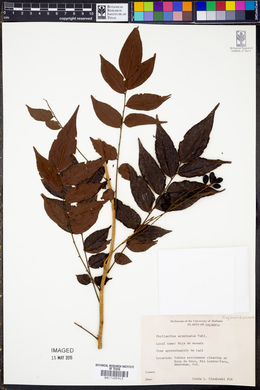 Phyllanthus acuminatus image