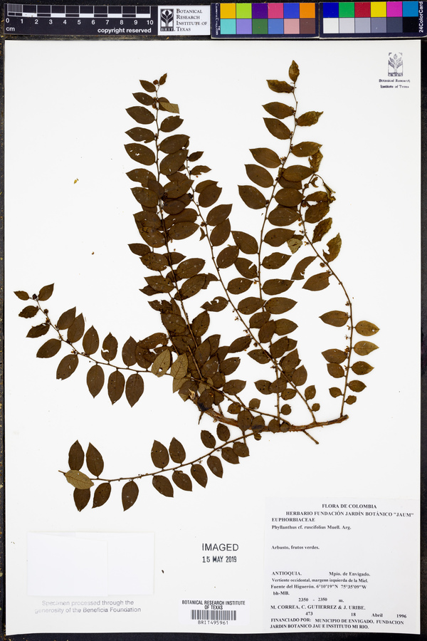 Phyllanthus ruscifolius image