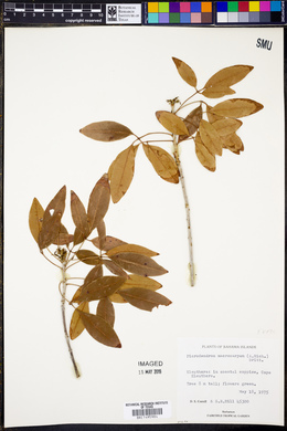 Picrodendron baccatum image