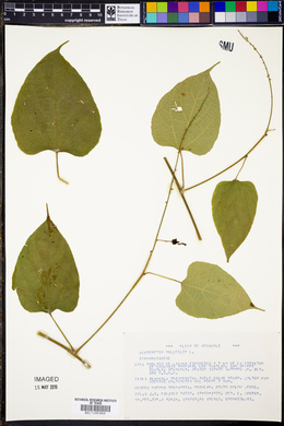 Plukenetia volubilis image