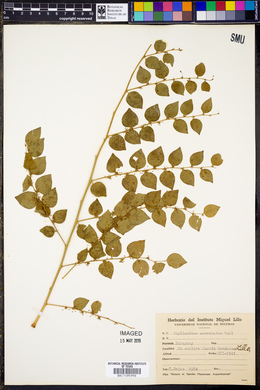 Phyllanthus acuminatus image