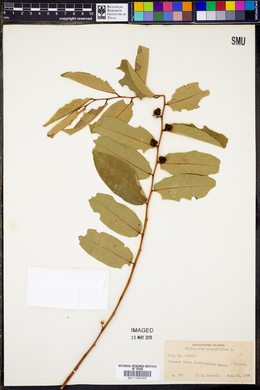 Phyllanthus grandifolius image