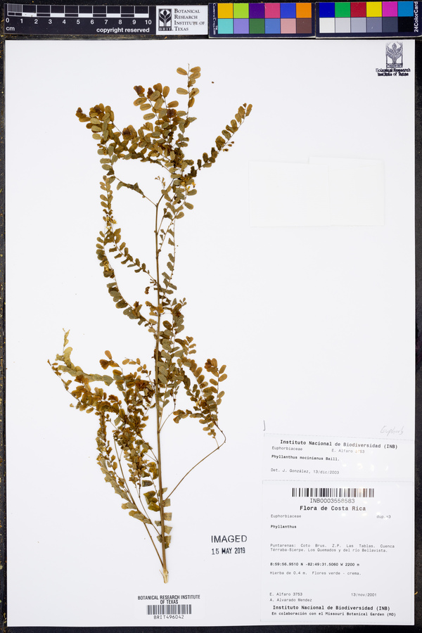 Phyllanthus mocinianus image