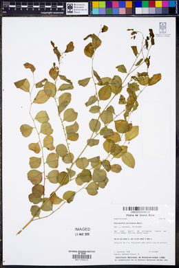 Phyllanthus mocinianus image