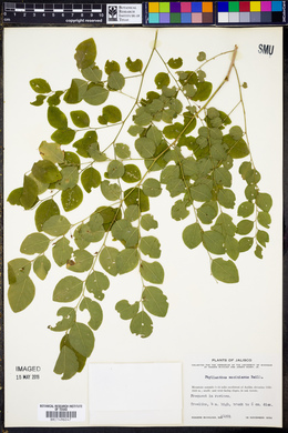 Phyllanthus mocinianus image