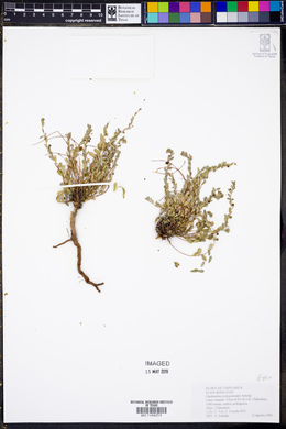 Phyllanthus polygonoides image