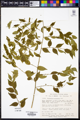 Phyllanthus acuminatus image