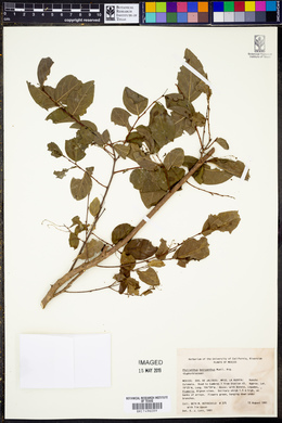 Phyllanthus botryanthus image