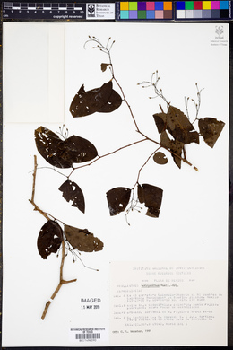 Phyllanthus botryanthus image