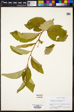 Phyllanthus grandifolius image