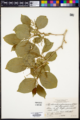 Phyllanthus grandifolius image