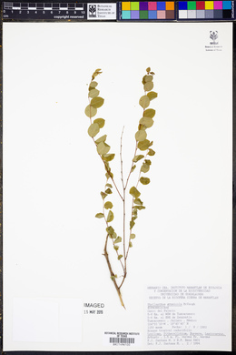 Phyllanthus gypsicola image