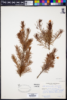 Ricinocarpos pinifolius image