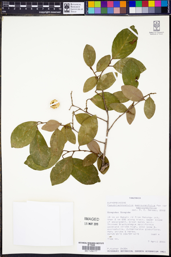 Pseudolachnostylis maprouneifolia var. maprouneifolia image