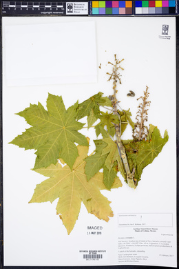 Ricinus communis image