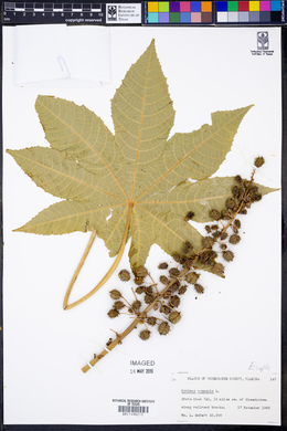 Ricinus communis image