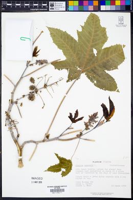 Ricinus communis image