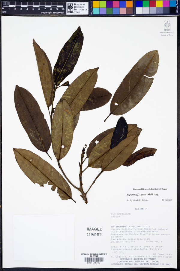 Sapium stylare image