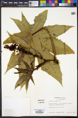 Ricinus communis image