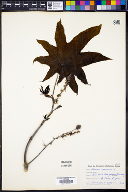 Ricinus communis image