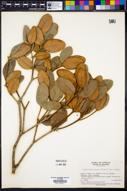 Dendrocousinsia spicata image