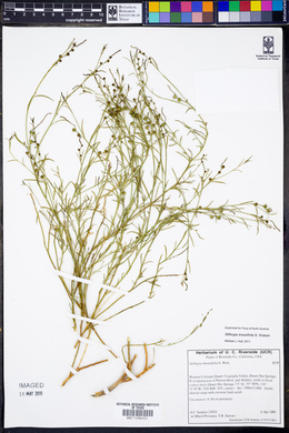 Stillingia linearifolia image