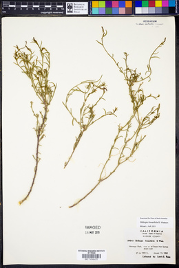 Stillingia linearifolia image