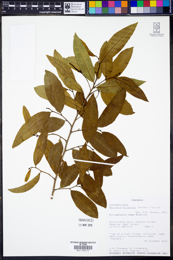 Shirakiopsis image