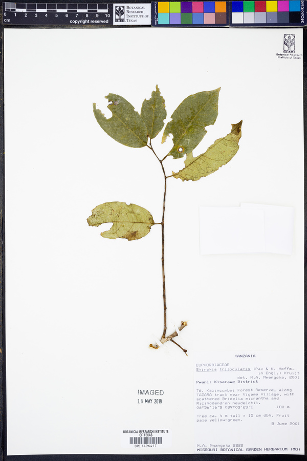 Shirakiopsis trilocularis image