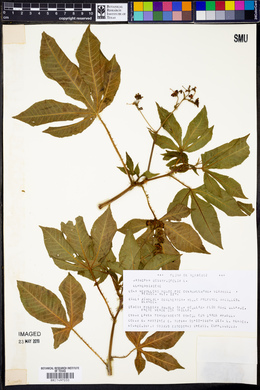 Jatropha gossypiifolia image