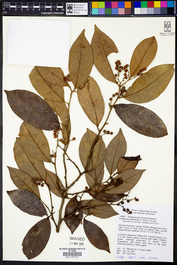 Antidesma polyanthum image