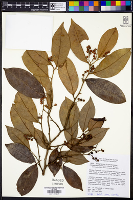 Image of Antidesma polyanthum