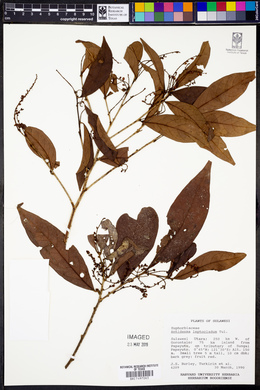 Antidesma montanum image