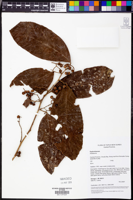 Image Associated With the Occurence