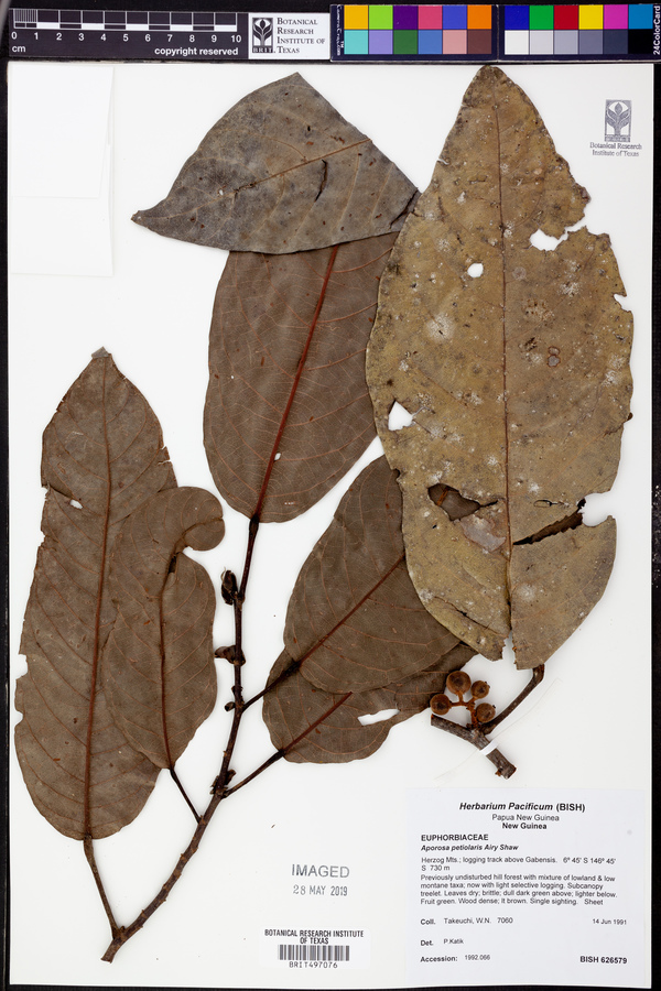 Aporosa praegrandifolia image